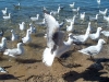 Seagulls6.jpg